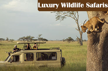 luxury wildlife safaris