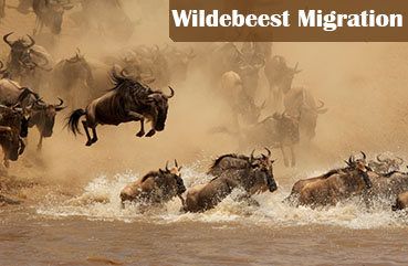 wildebeest migration