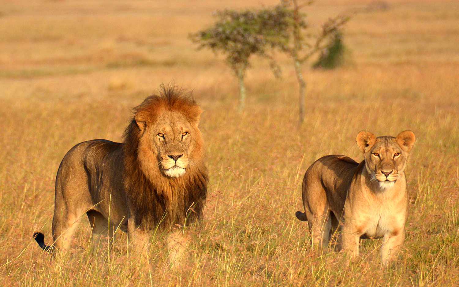 tanzania-safari-lions