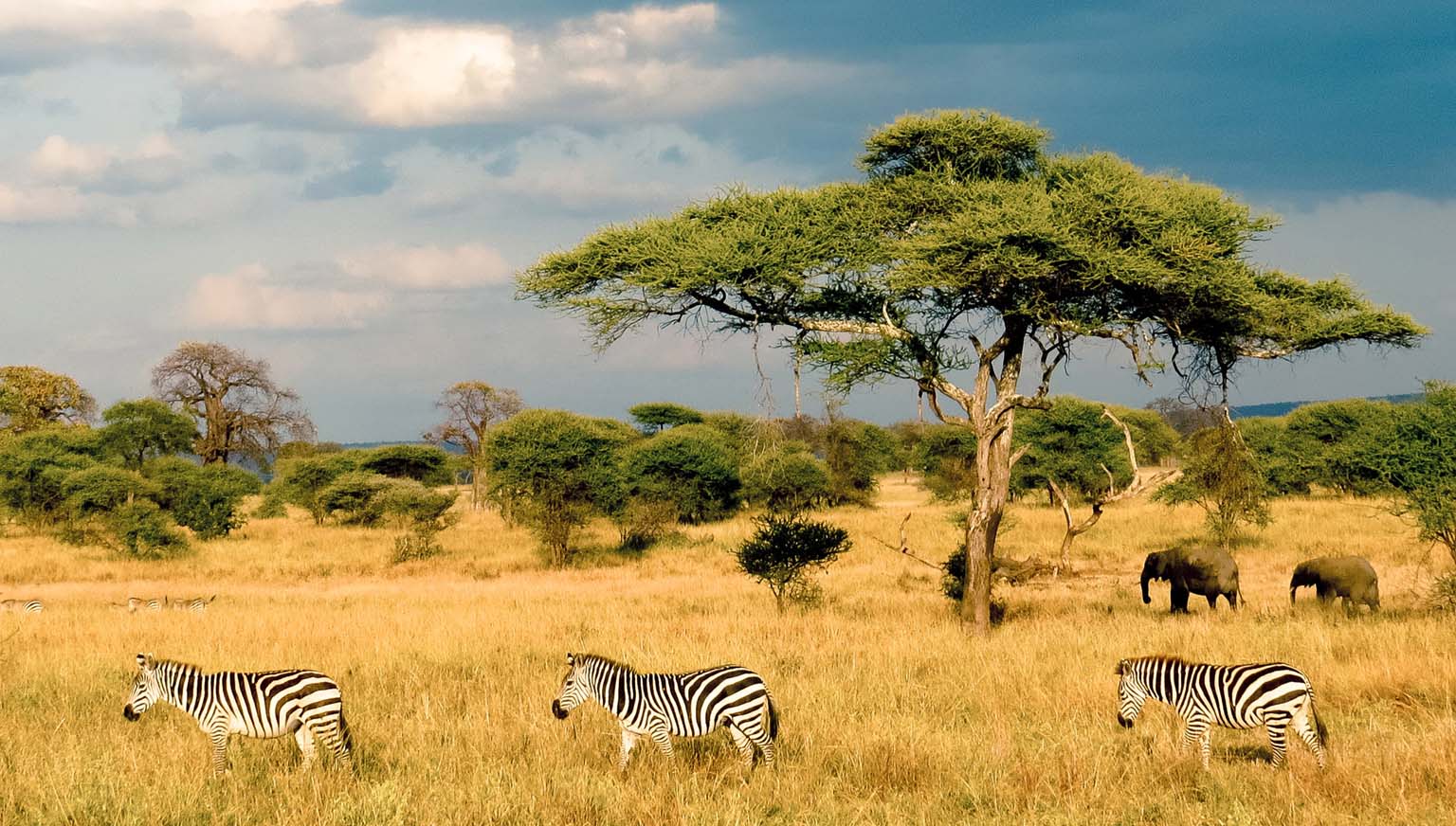 Travelers enjoying the 10-Day Tanzania Safari and Zanzibar Tour through iconic national parks and the tropical beaches of Zanzibar.