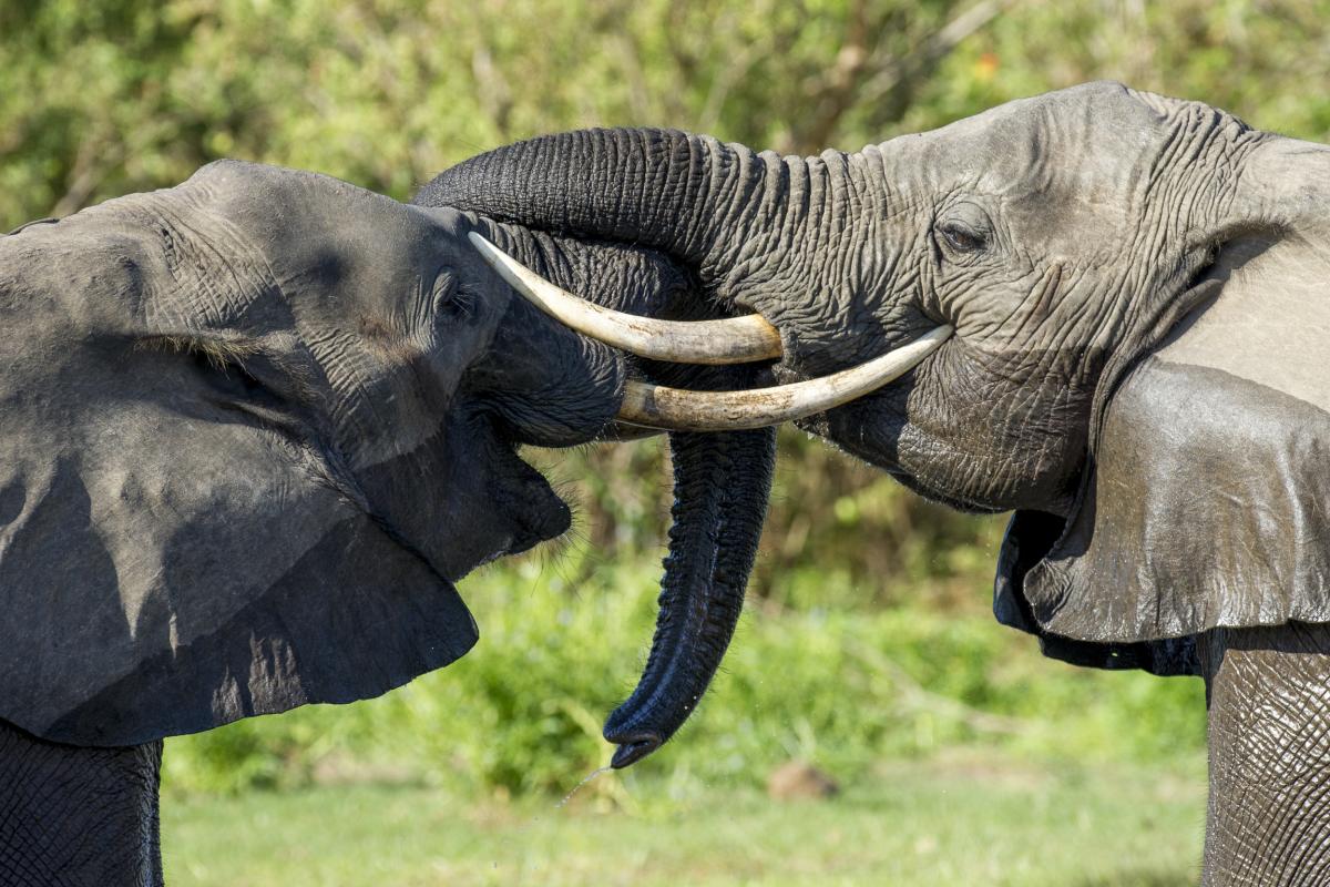 Tarangire National Park Safaris featuring large elephant herds, iconic baobab trees, and seasonal river landscapes in northern Tanzania’s wildlife-rich savannah
