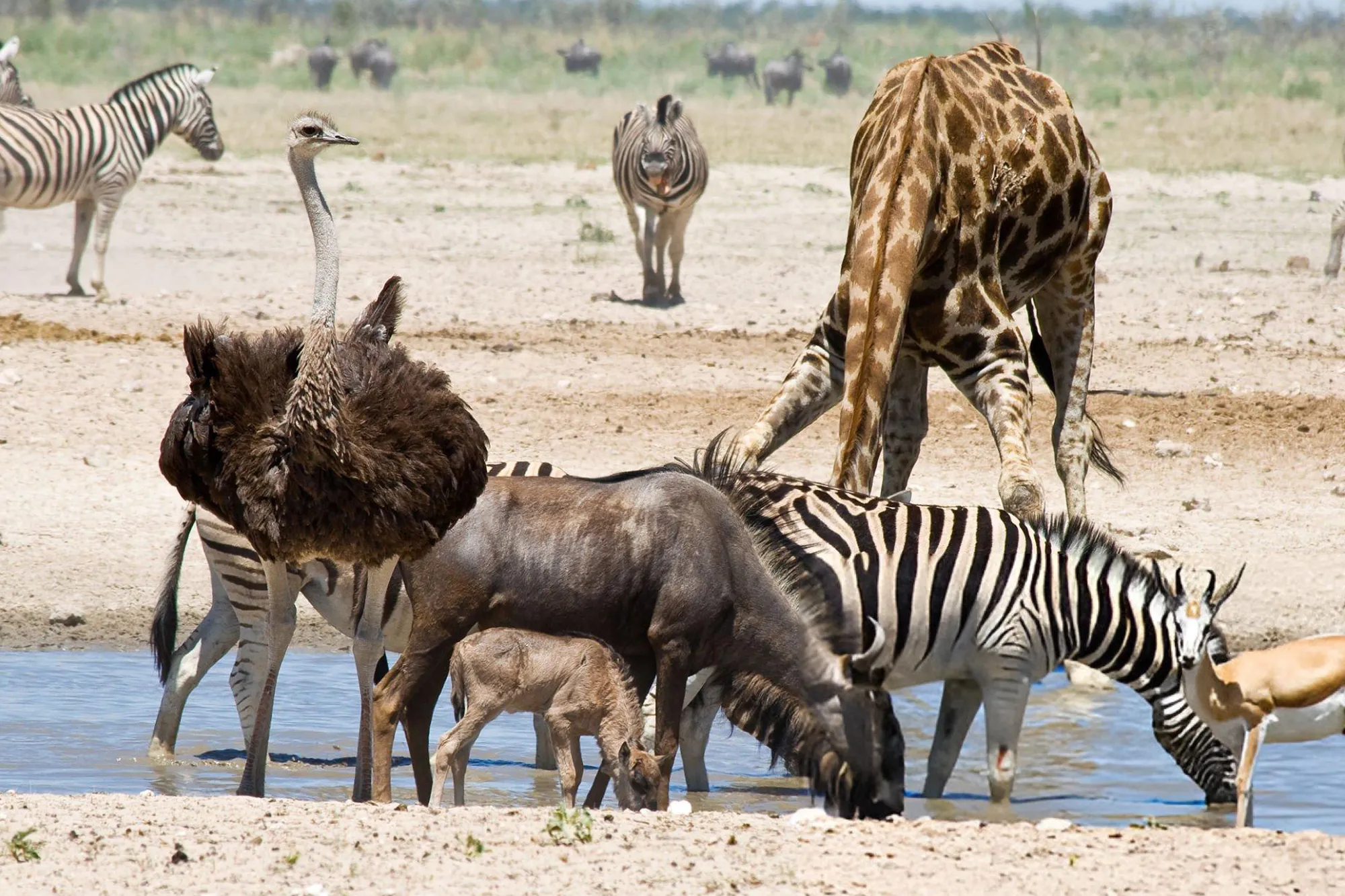 5 Days Hidden Gems of Serengeti Safari exploring remote landscapes, unique wildlife encounters, and untouched wilderness in Serengeti National Park Tanzania