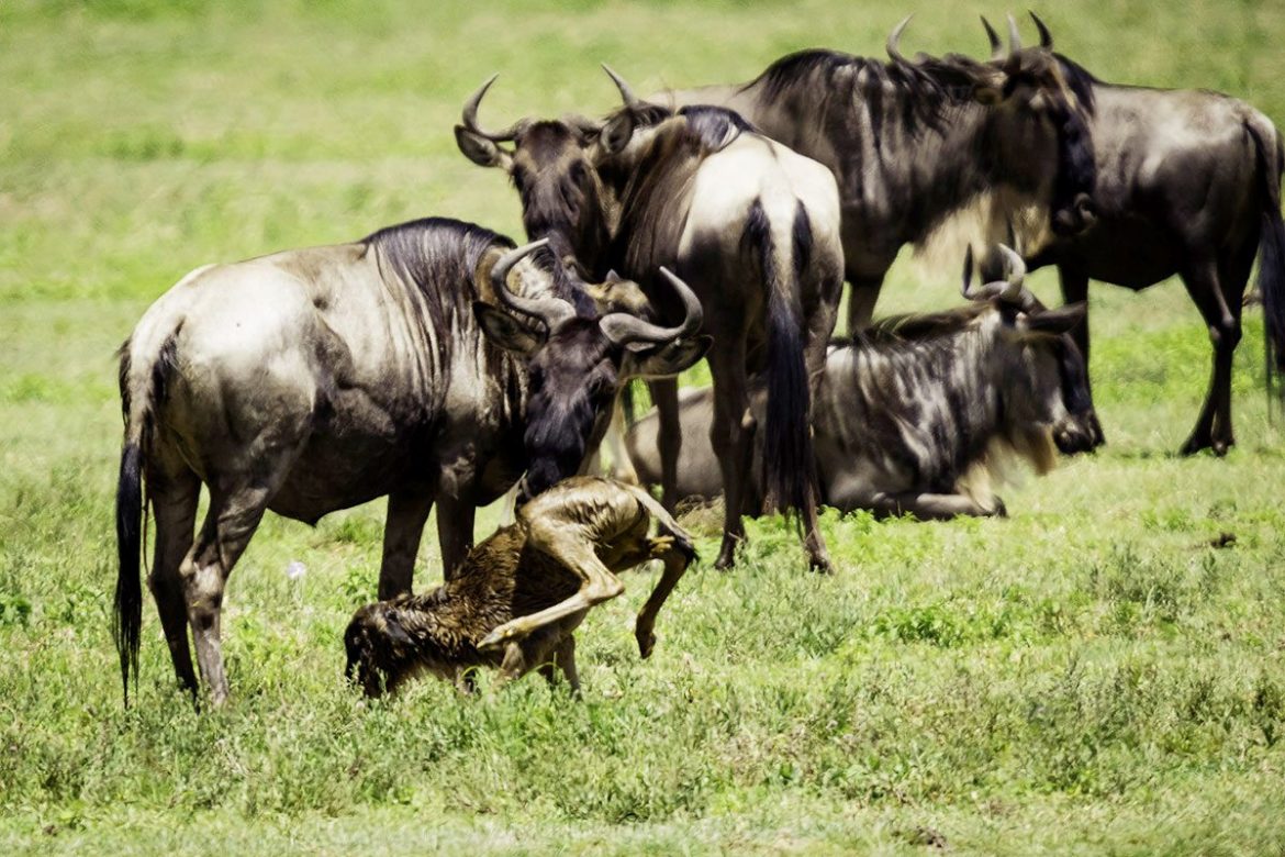 6 Day Ndutu Calving Season Serengeti Migration Safari with wildebeest births, wildlife encounters, and stunning landscapes in Tanzania