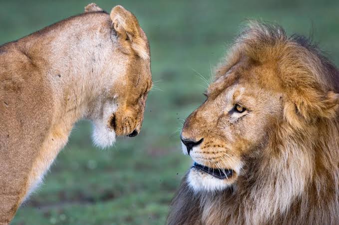 6 Day Safari Expedition Tanzania wildlife, breathtaking landscapes, and unforgettable game drive experiences across iconic national parks