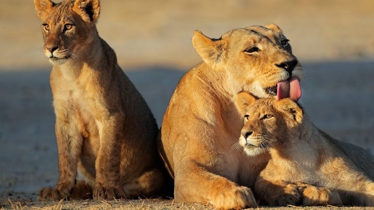 6 Days Northern Tanzania Wilderness safari with wildlife encounters, dramatic landscapes, and authentic nature experiences across Tanzania