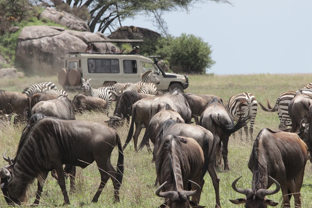 7 Day Great Migration North Serengeti Safari with wildebeest migration, river crossings, and incredible wildlife encounters in Northern Serengeti Tanzania
