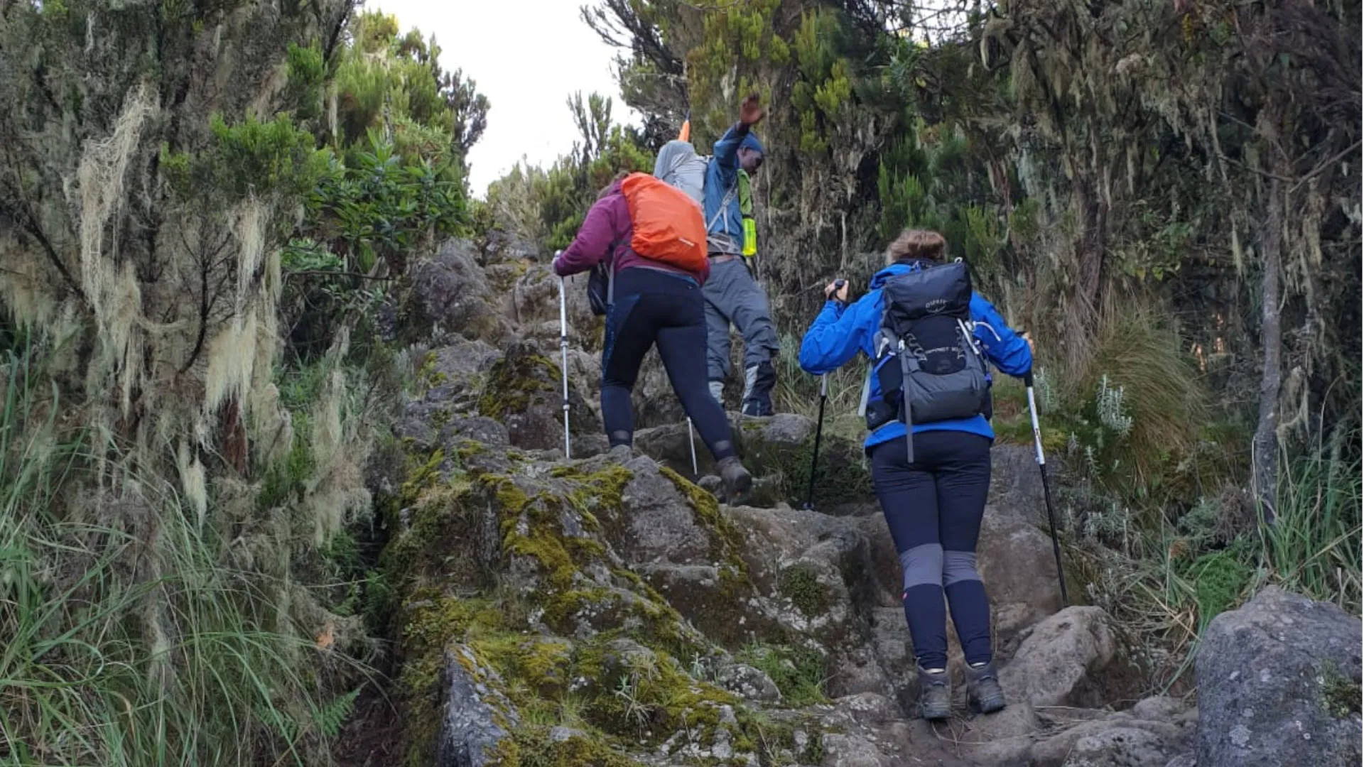 8 Days Lemosho Route Kilimanjaro Climb with scenic mountain trails, diverse landscapes, and breathtaking summit views of Mount Kilimanjaro Tanzania
