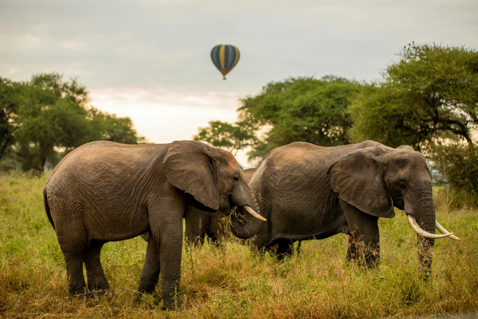 8 Days Tanzania Flying Luxury Safari with luxury aerial transfers, exclusive wildlife experiences, and breathtaking landscapes across Tanzania