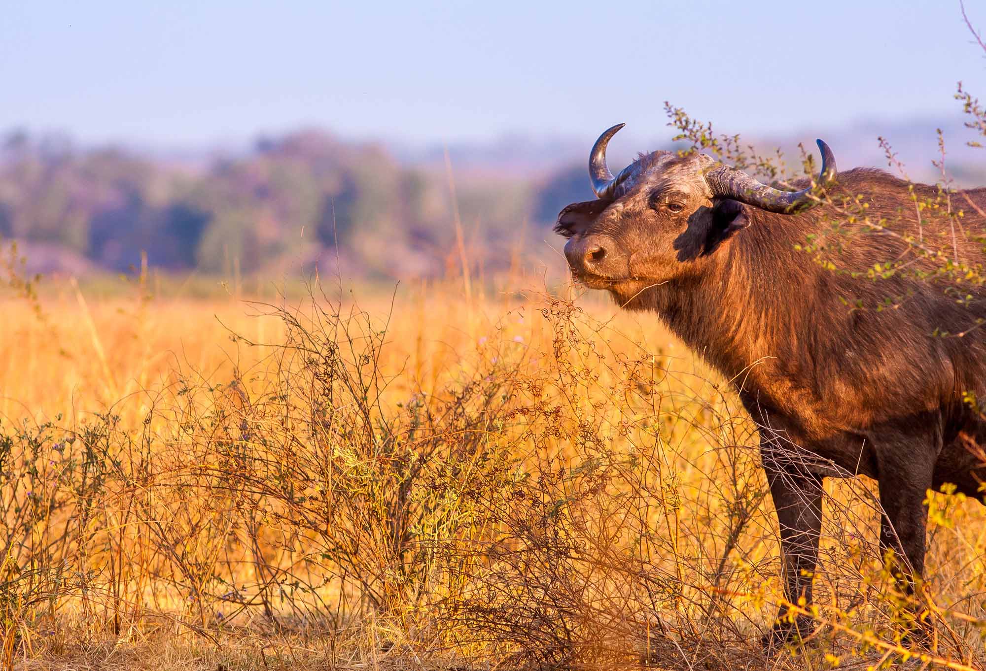 African buffalo in Katavi National Park Tanzania standing across the open savannah wilderness