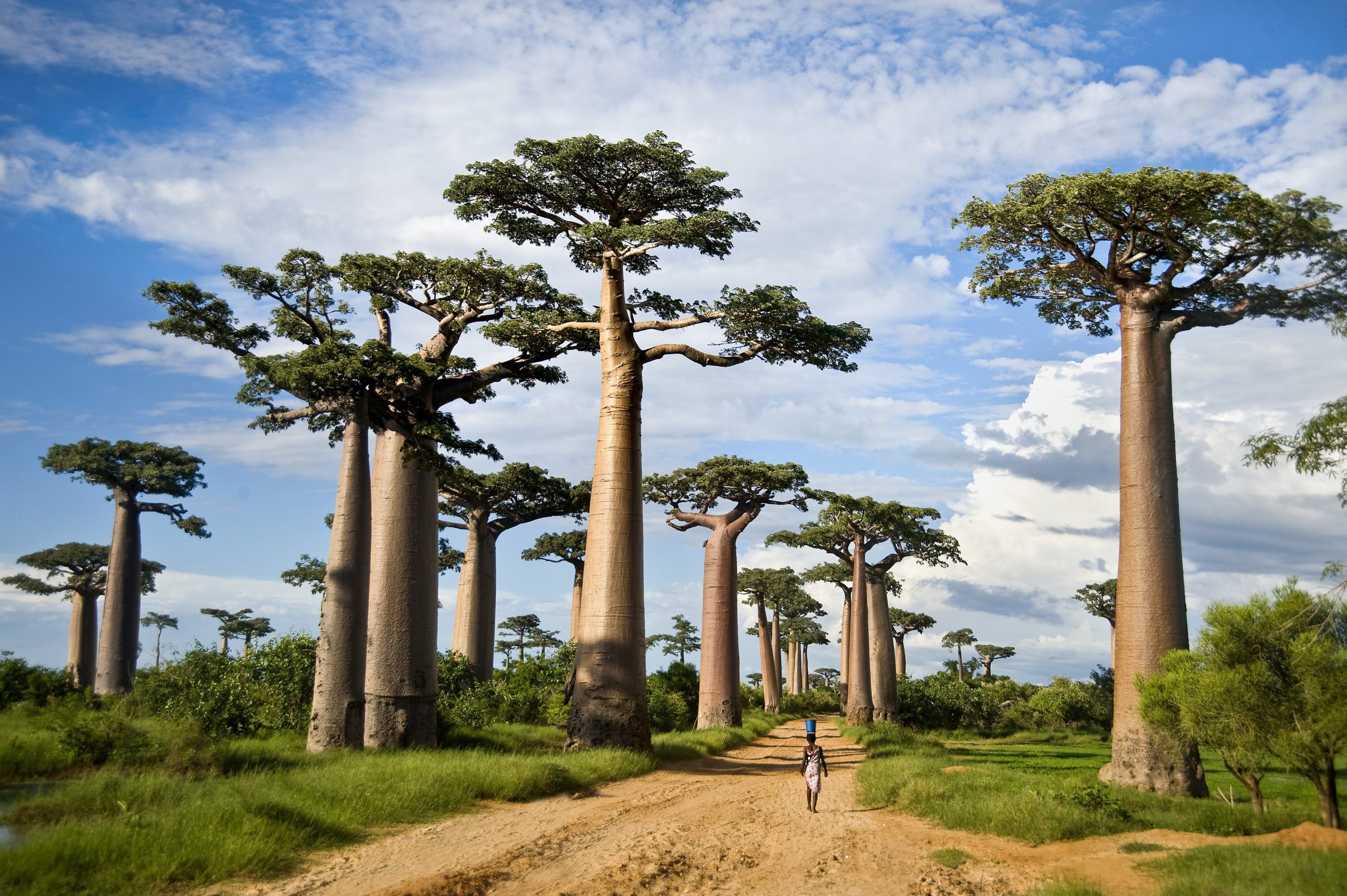 Baobab Tree - Tarangire National Park standing across the scenic savannah landscape of Tanzania