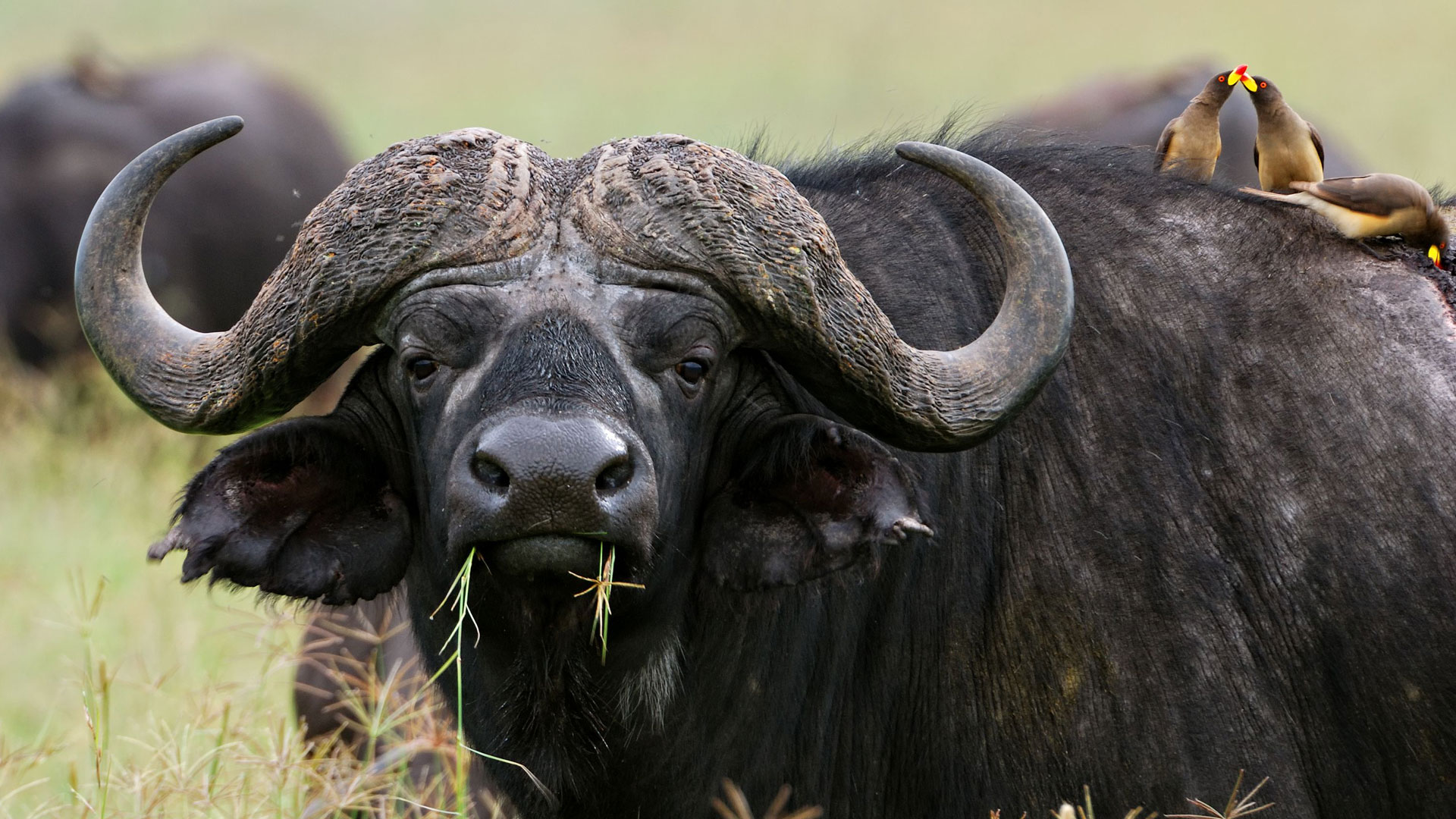Buffalo Grazing at Katavi National Park across the open savannah grasslands of western Tanzania