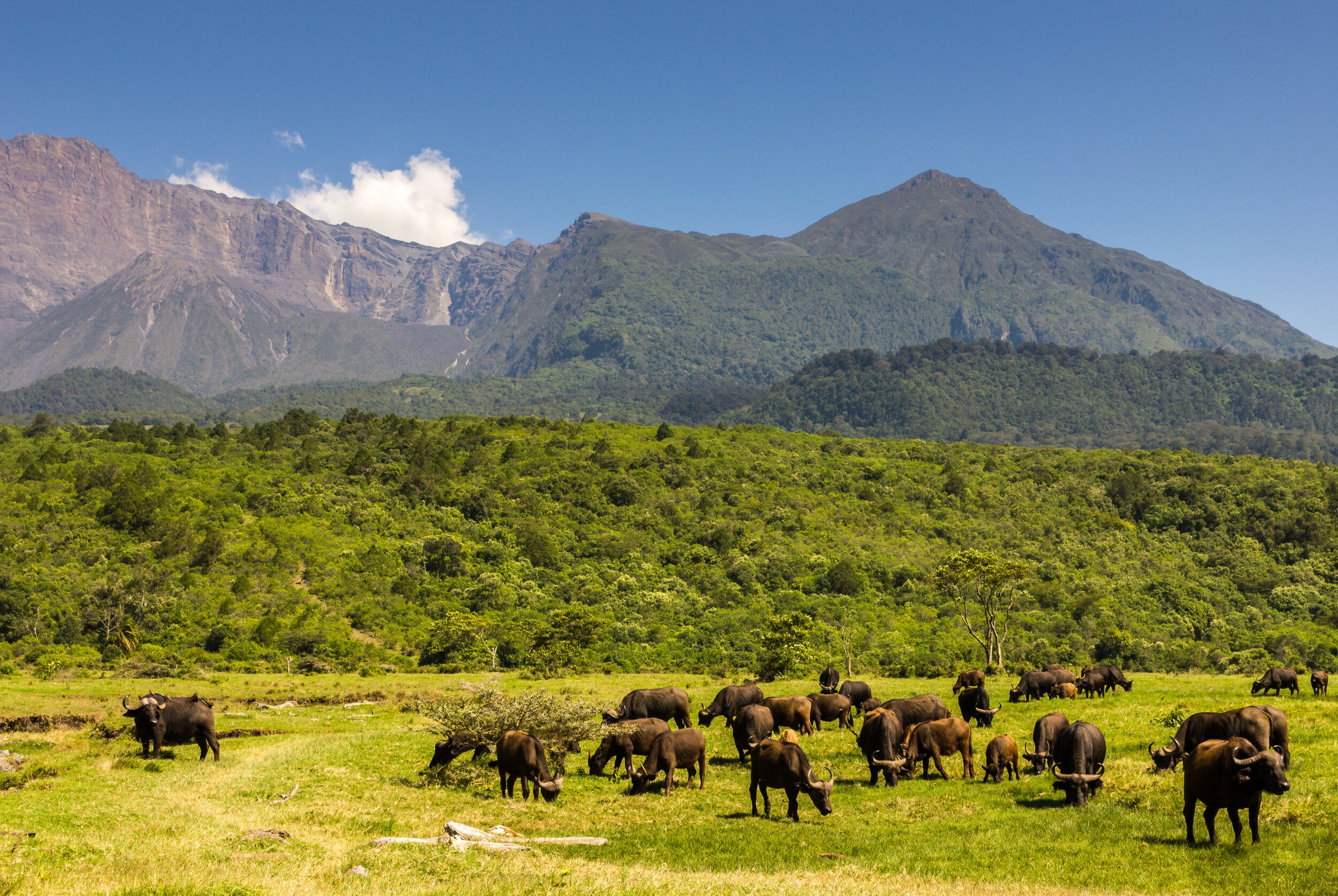 Buffalo grazing at Arusha National Park Tanzania across the open savannah grasslands beneath Mount Meru