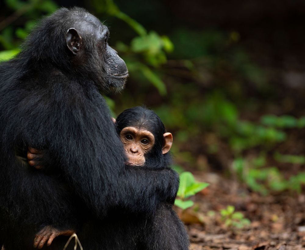 Chimpanzee and baby at Gombe National Park Tanzania sharing a close moment in the forest