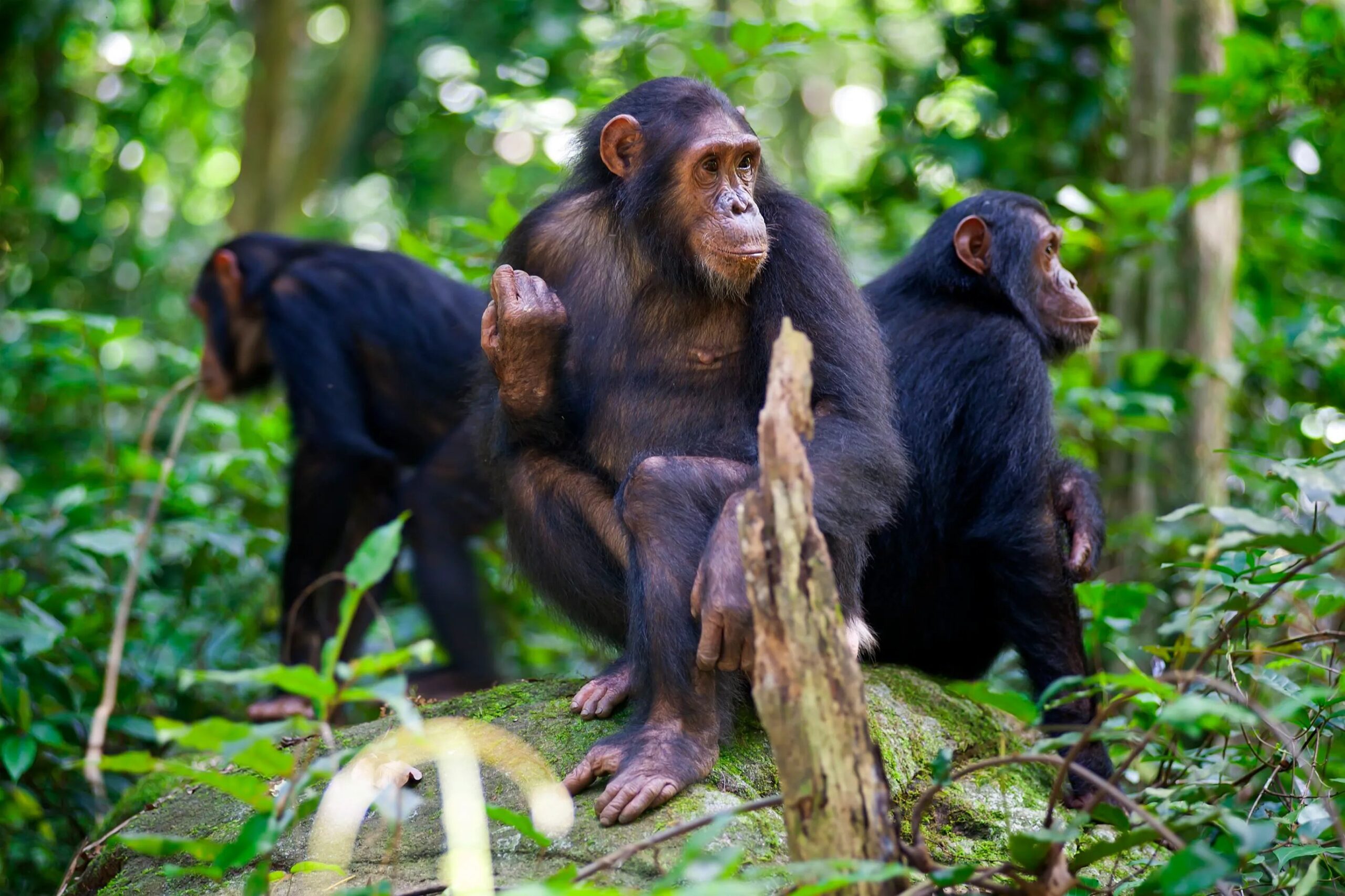 Chimpanzee at Mahale Mountains National Park Tanzania moving through the lush forest habitat