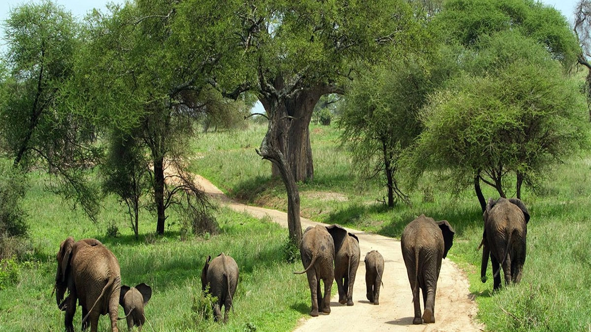 Elephants and calves grazing at Tarangire National Park among the green savannah grasslands of Tanzania