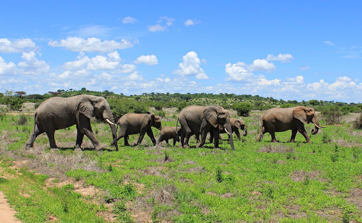 Elephants at Ruaha National Park Tanzania grazing across the dry savannah and baobab-studded wilderness