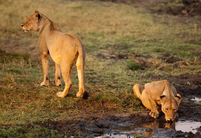 Female lions drinking water at Katavi National Park Tanzania near a natural water source