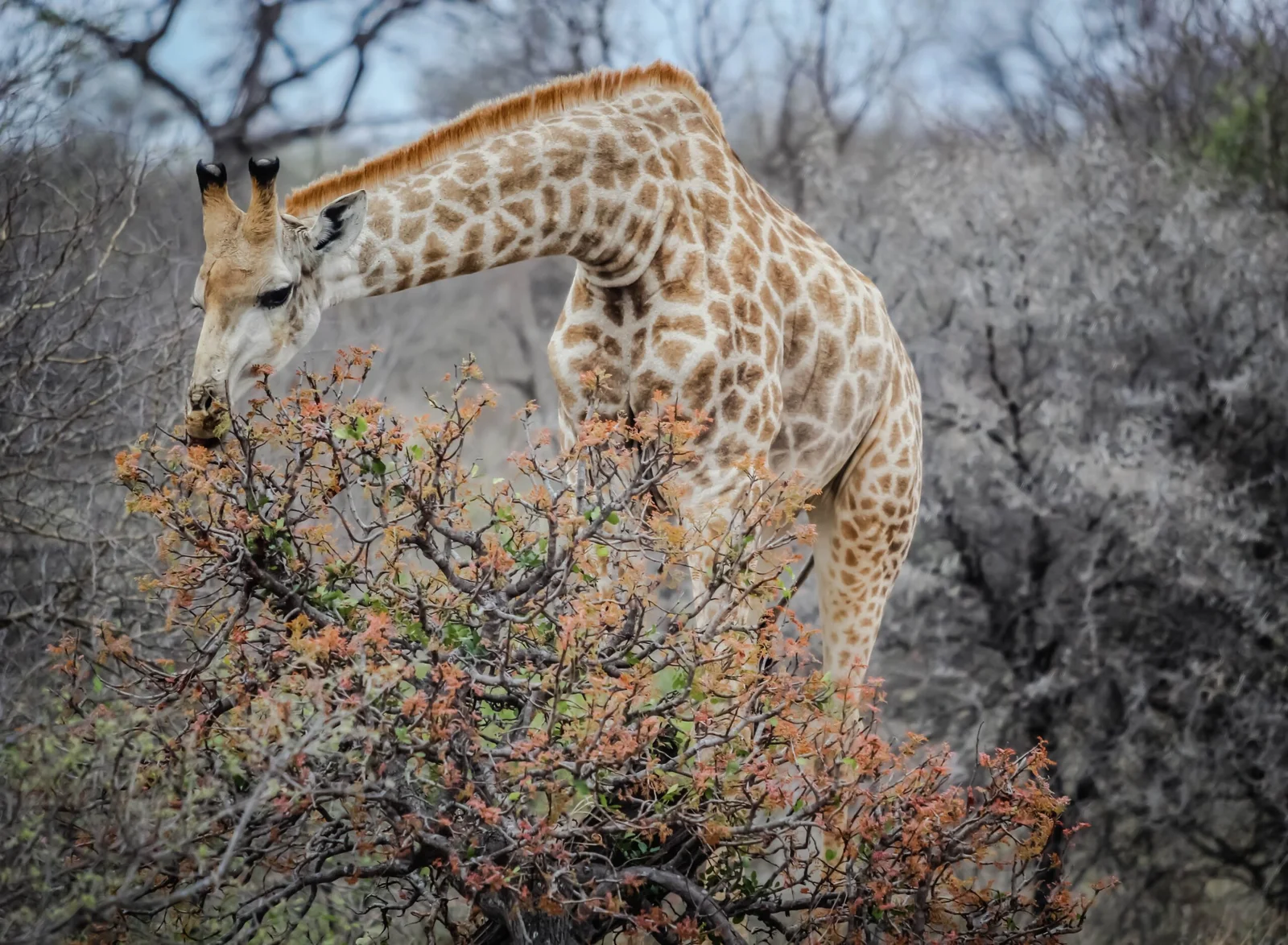 Giraffe during a Big Five Safari Experience in Tanzania standing across the African savannah