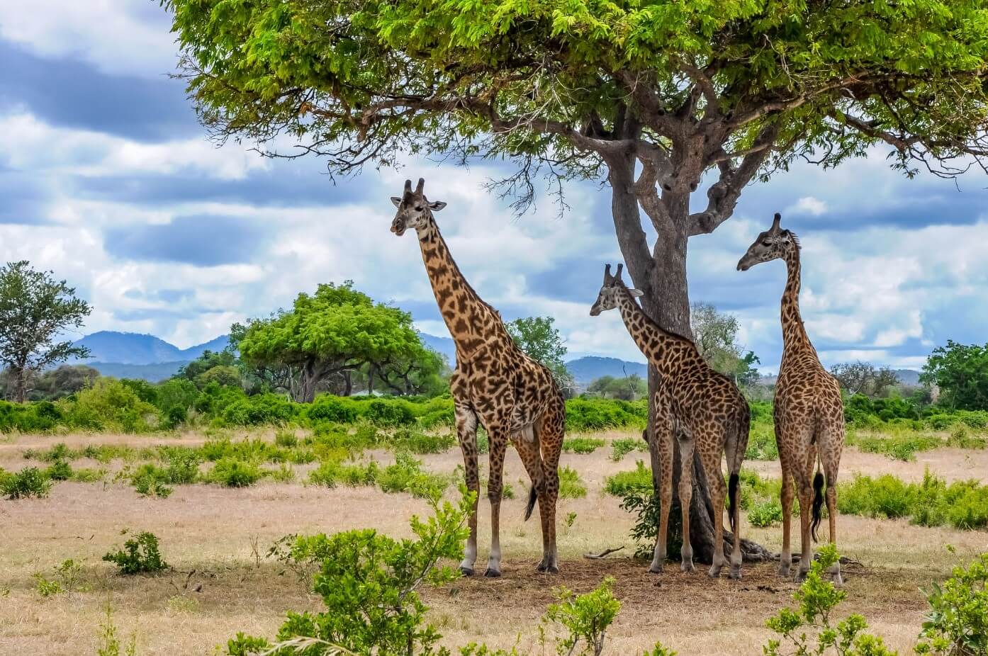 Giraffes resting in the shade at Mikumi National Park Tanzania