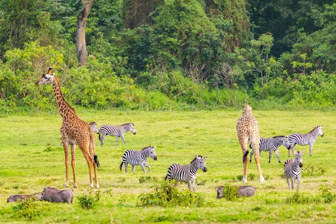 Giraffes, zebras and warthogs grazing at Arusha National Park Tanzania across the scenic savannah grasslands