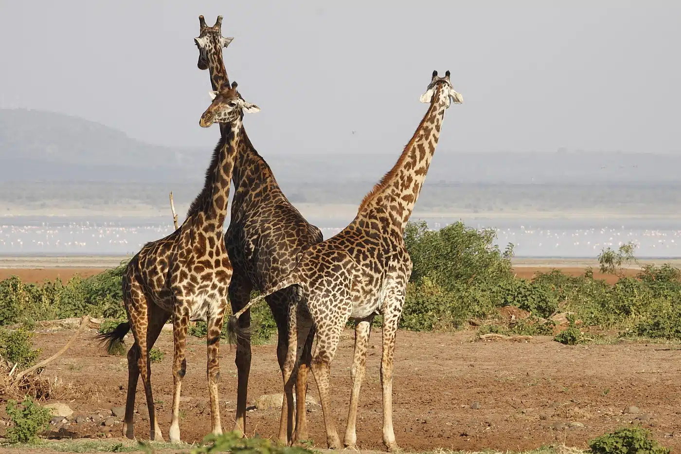 Giraffes at Lake Manyara National Park Tanzania grazing across the open savannah and woodland landscape
