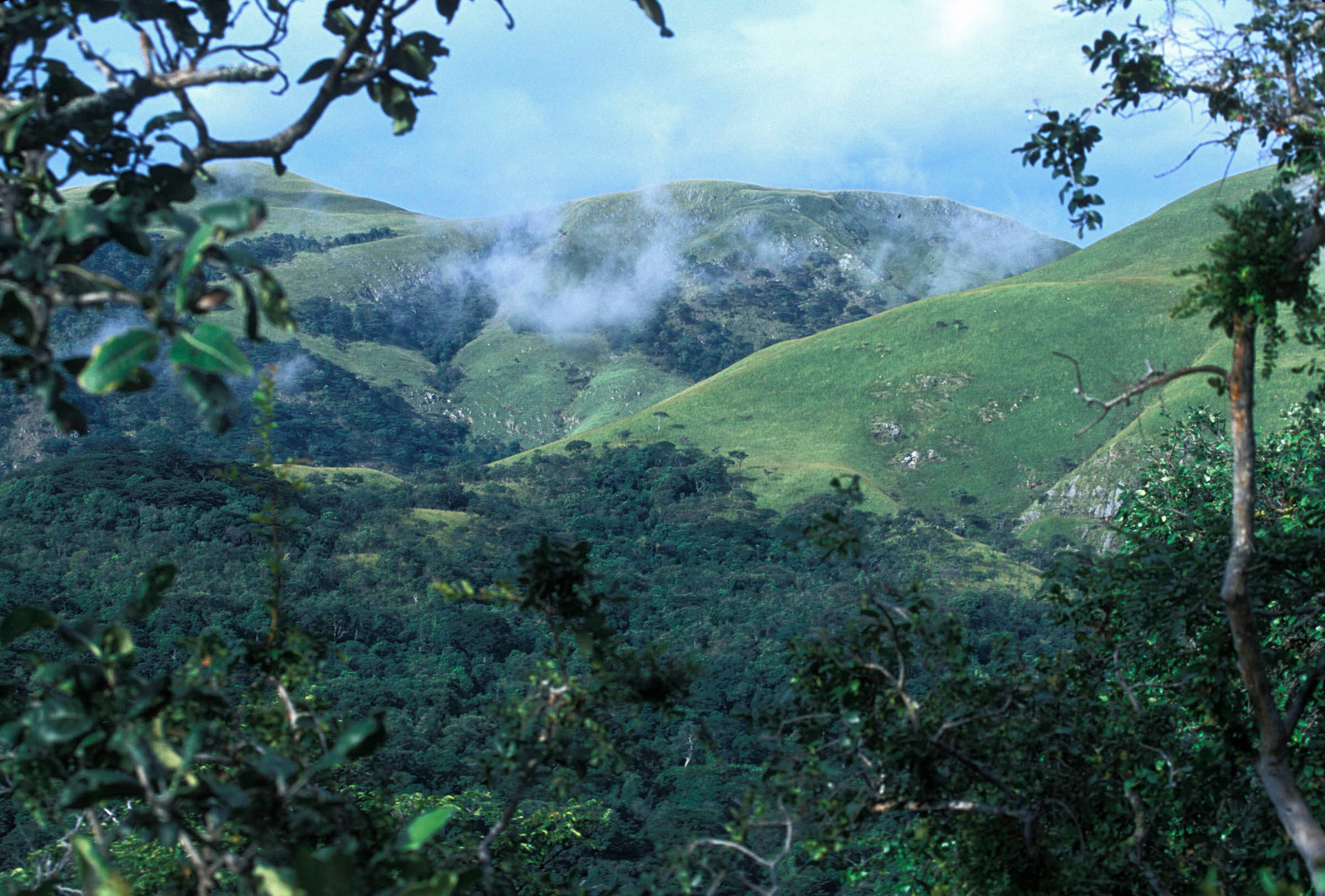 Gombe Stream National Park forests with lush tropical vegetation and chimpanzee habitat in western Tanzania