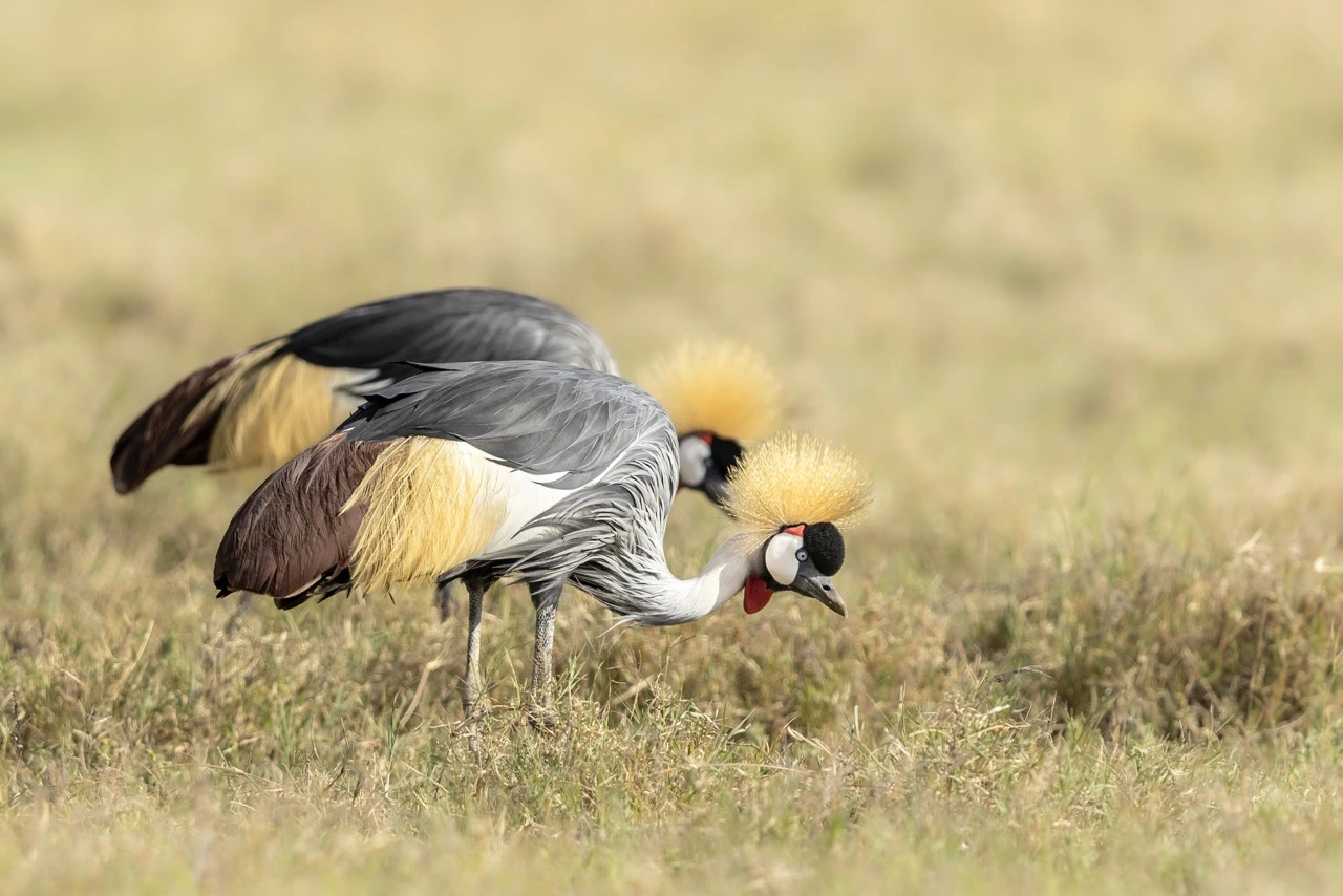 Grey crowned crane standing in the grasslands of Ngorongoro Crater Tanzania