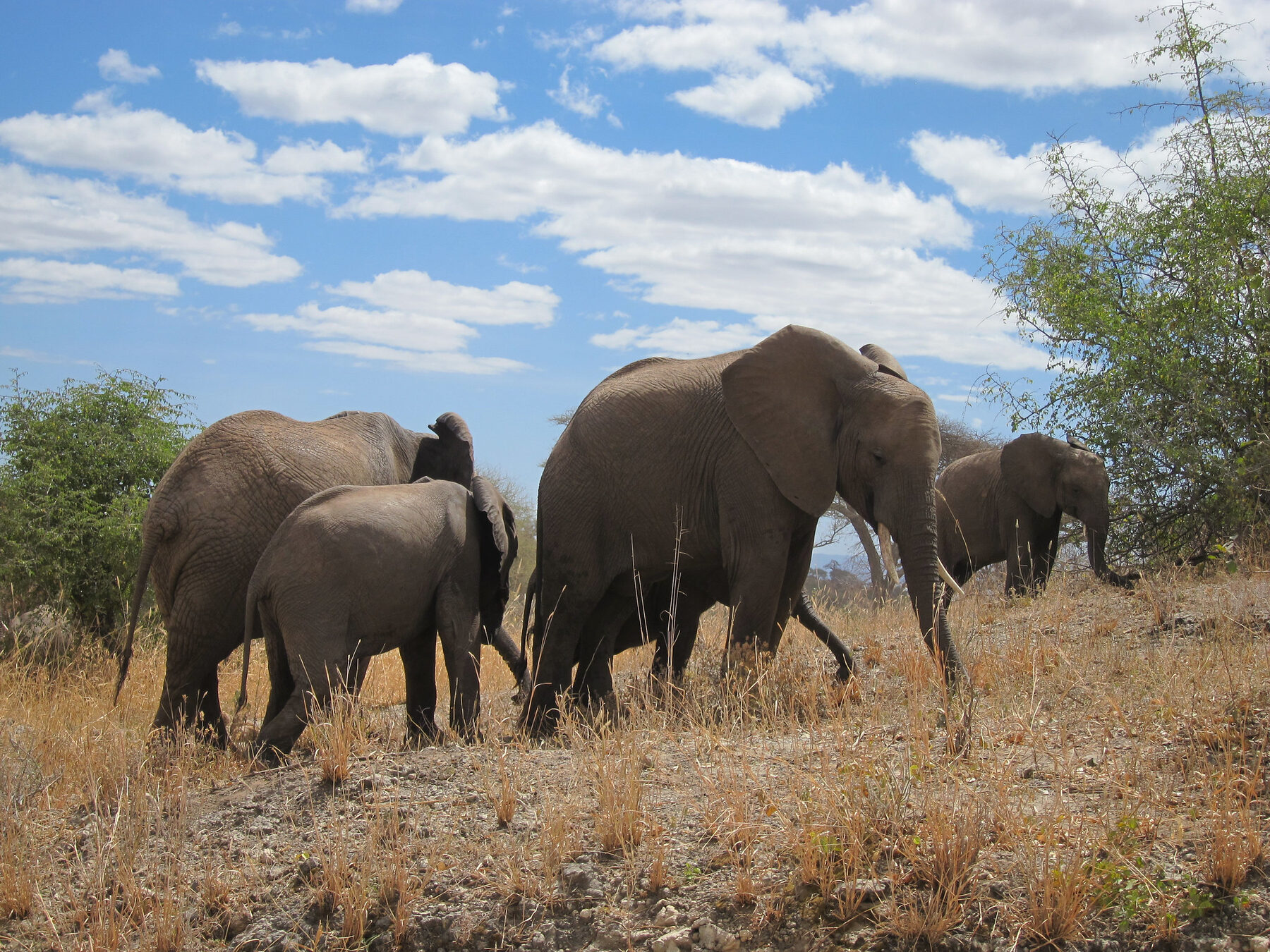 Group of elephants grazing at Lake Manyara National Park Tanzania across the lush savannah landscape