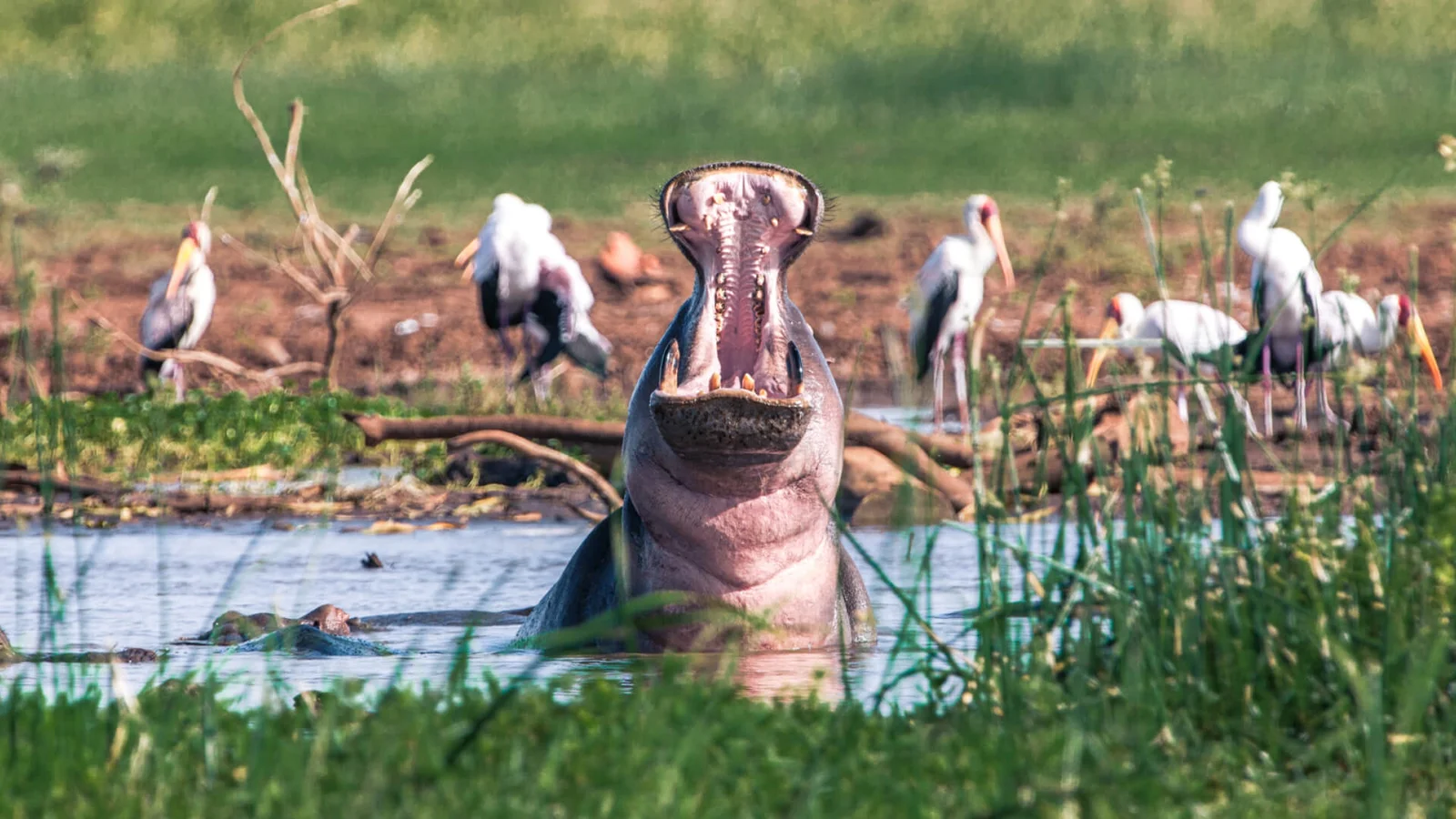 Hippo and flamingos at Lake Manyara National Park Tanzania gathered near the scenic lake waters