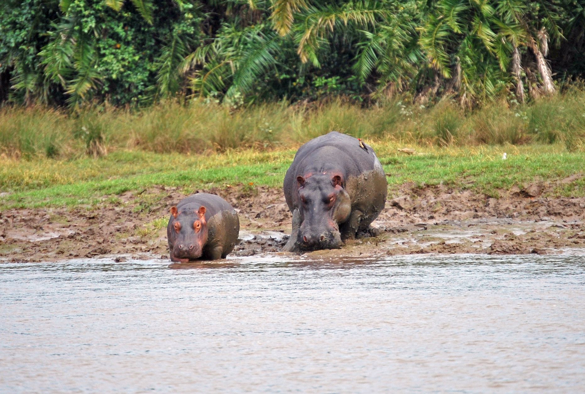 Hippo at Saanane National Park near the waters of Lake Victoria in Mwanza Tanzania