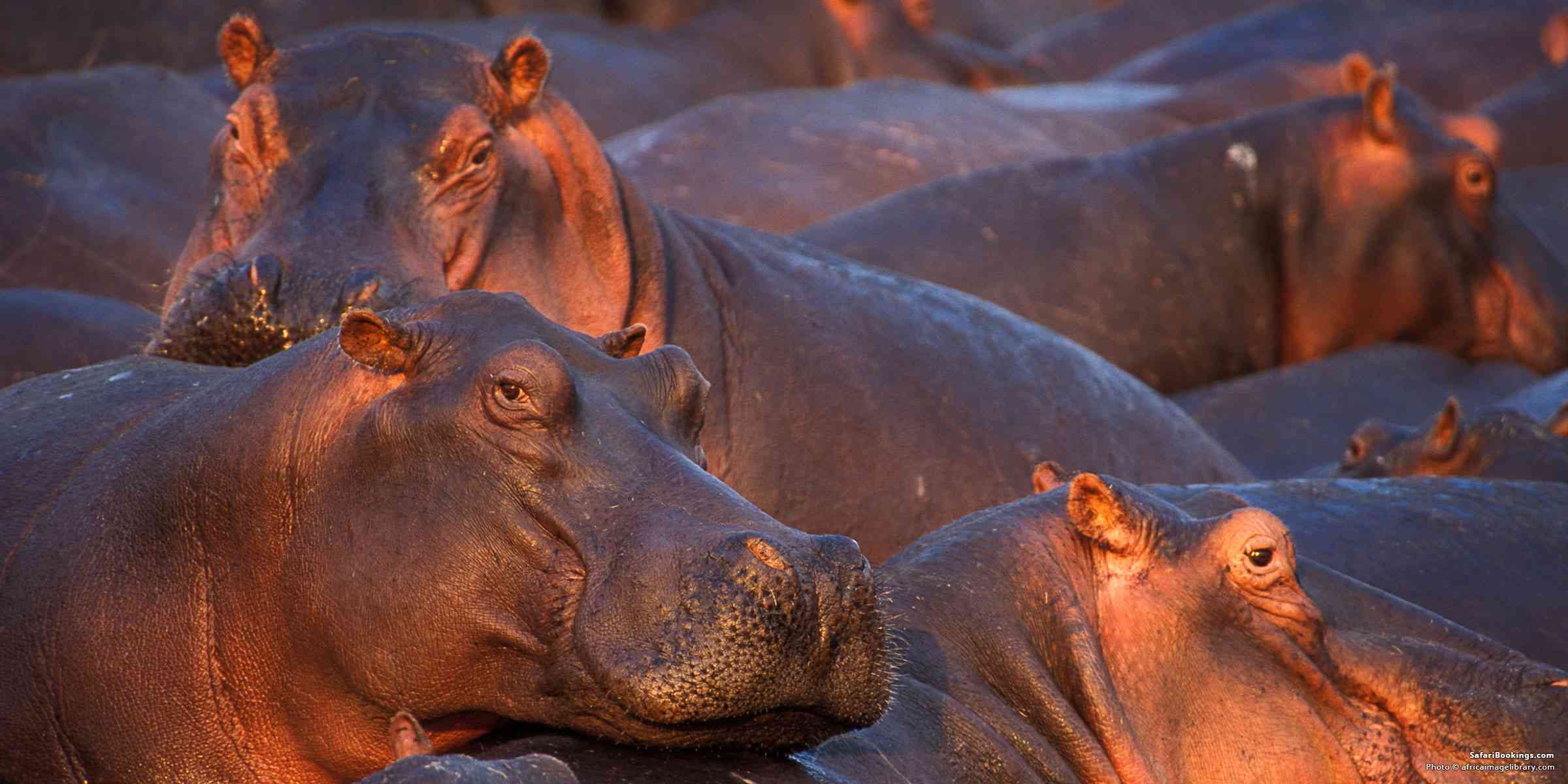 Hippos in Katavi National Park Tanzania resting and gathering in a wildlife-rich waterhole