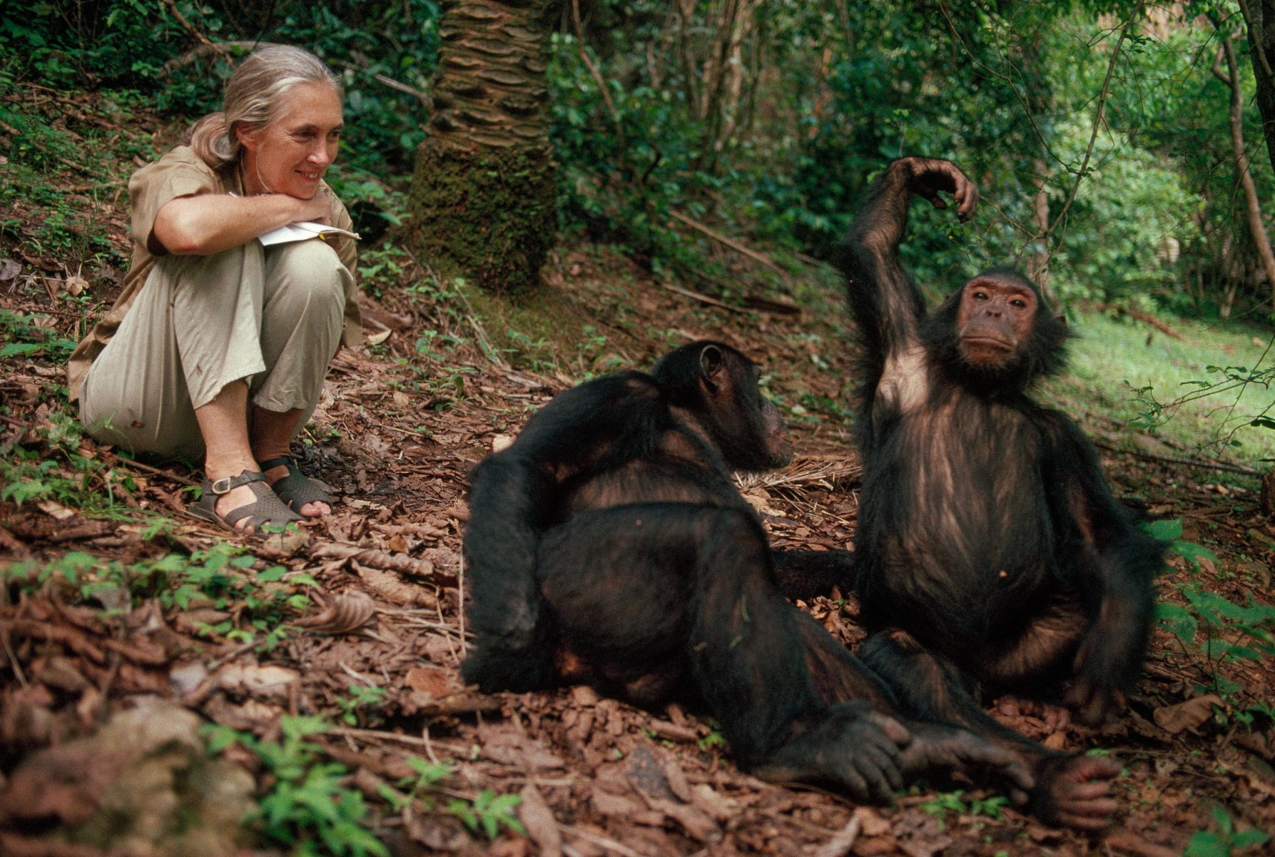 Jane Goodall Gombe chimpanzee study at Gombe Stream National Park Tanzania