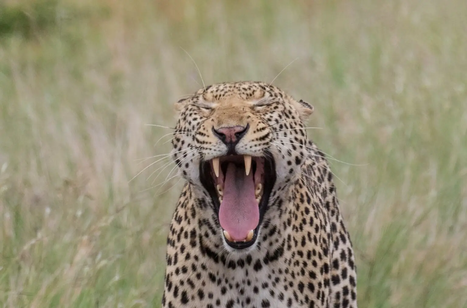 Leopard at Serengeti during a Big Five Safari Experience in Tanzania resting among the savannah trees