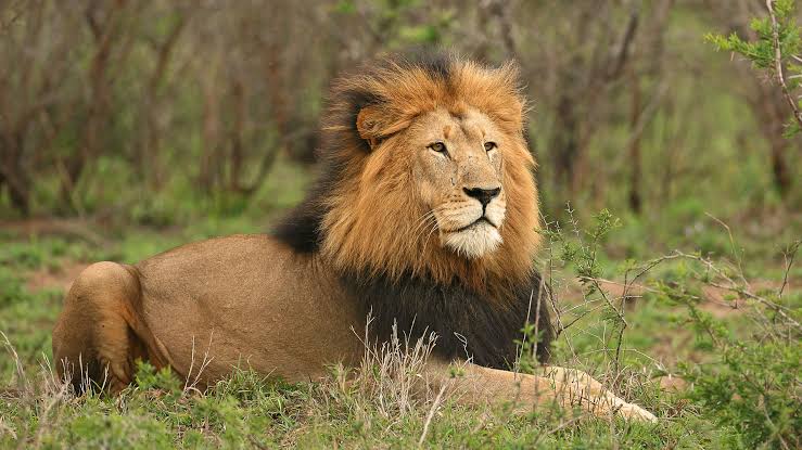 Lion hunt in Ruaha National Park Tanzania showing a lion stalking prey across the savannah