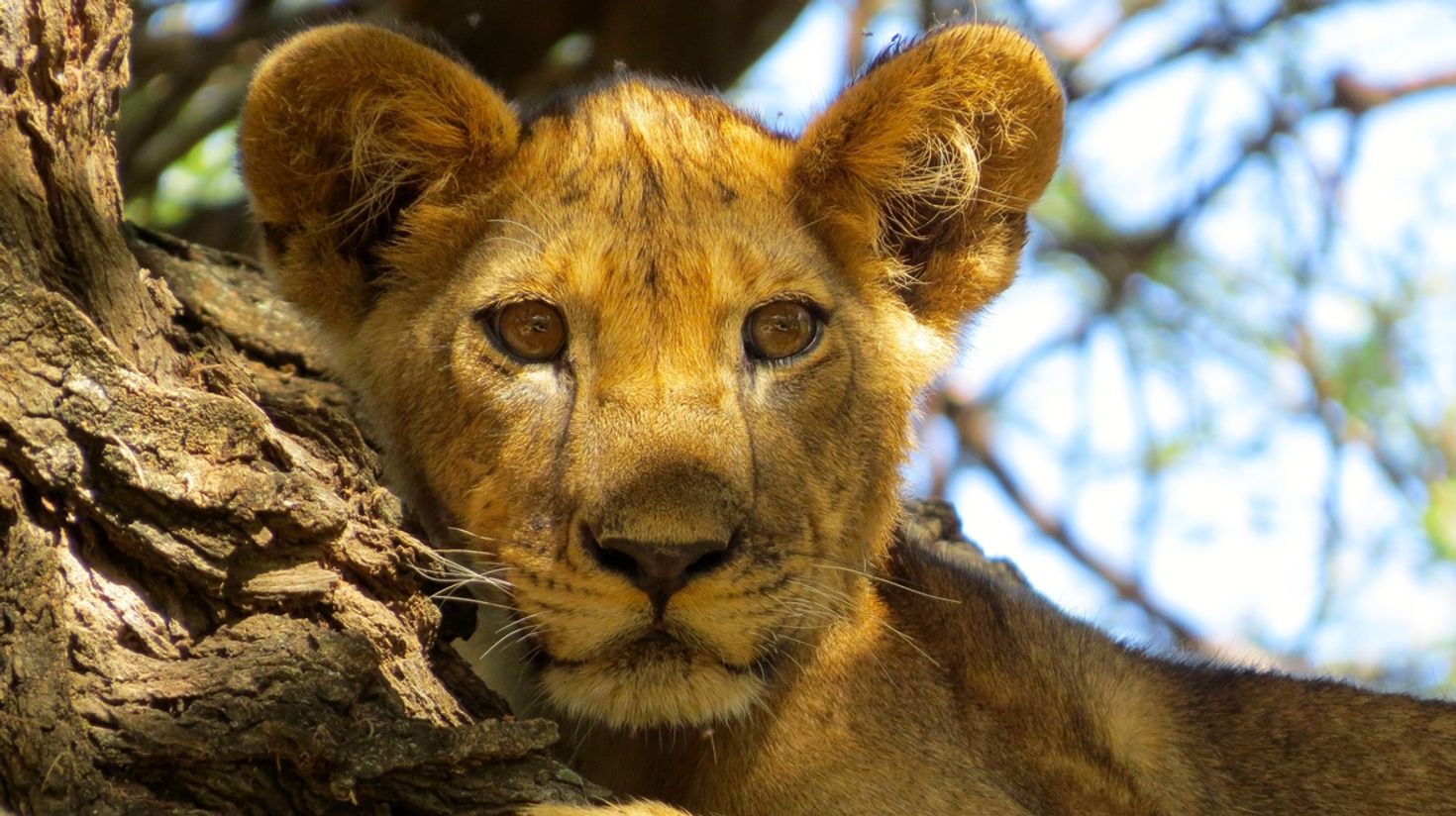 Lioness at Lake Manyara National Park Tanzania resting in the scenic savannah and woodland habitat