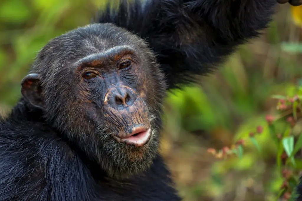 Mahale Mountains Chimpanzee in the lush forest of Mahale Mountains National Park Tanzania