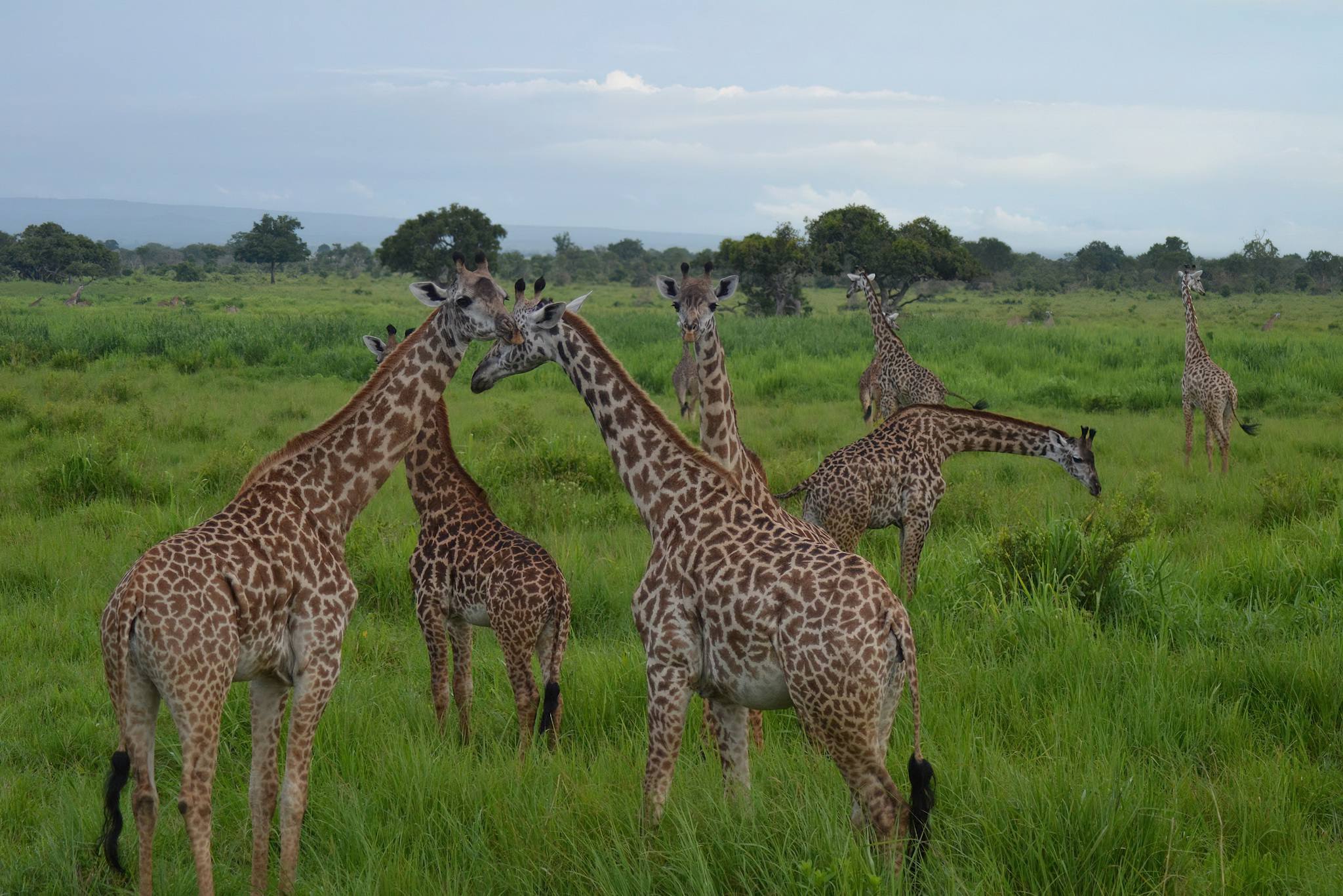 Mikumi National Park Travel Advice for planning wildlife safaris, game drives, accommodation, and travel in southern Tanzania