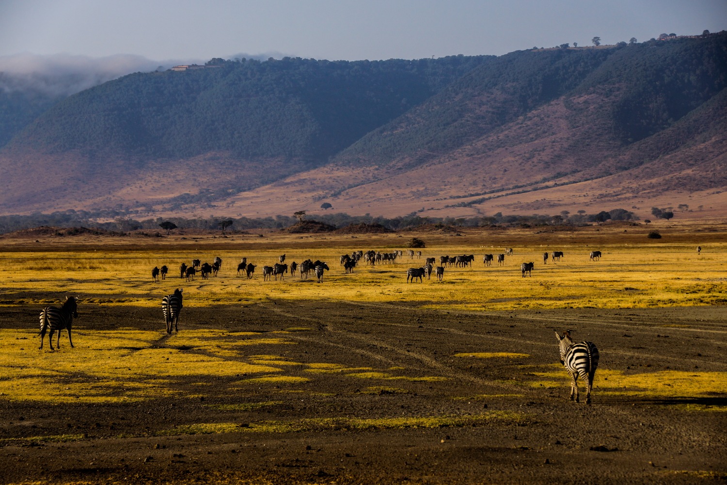 Ngorongoro Crater Tanzania with vast grasslands, wildlife, and dramatic volcanic crater walls