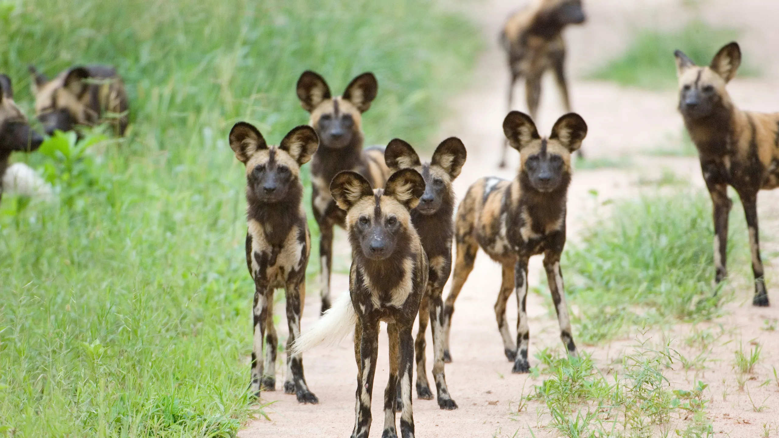 Ruaha wild dog in Ruaha National Park Tanzania moving through the open savannah and woodland