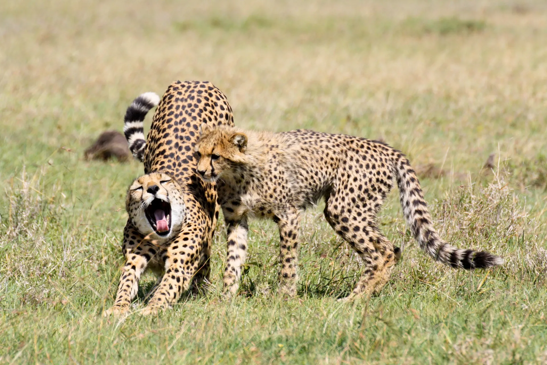 Serengeti Big Cats Territories across the vast savannah of Serengeti National Park Tanzania