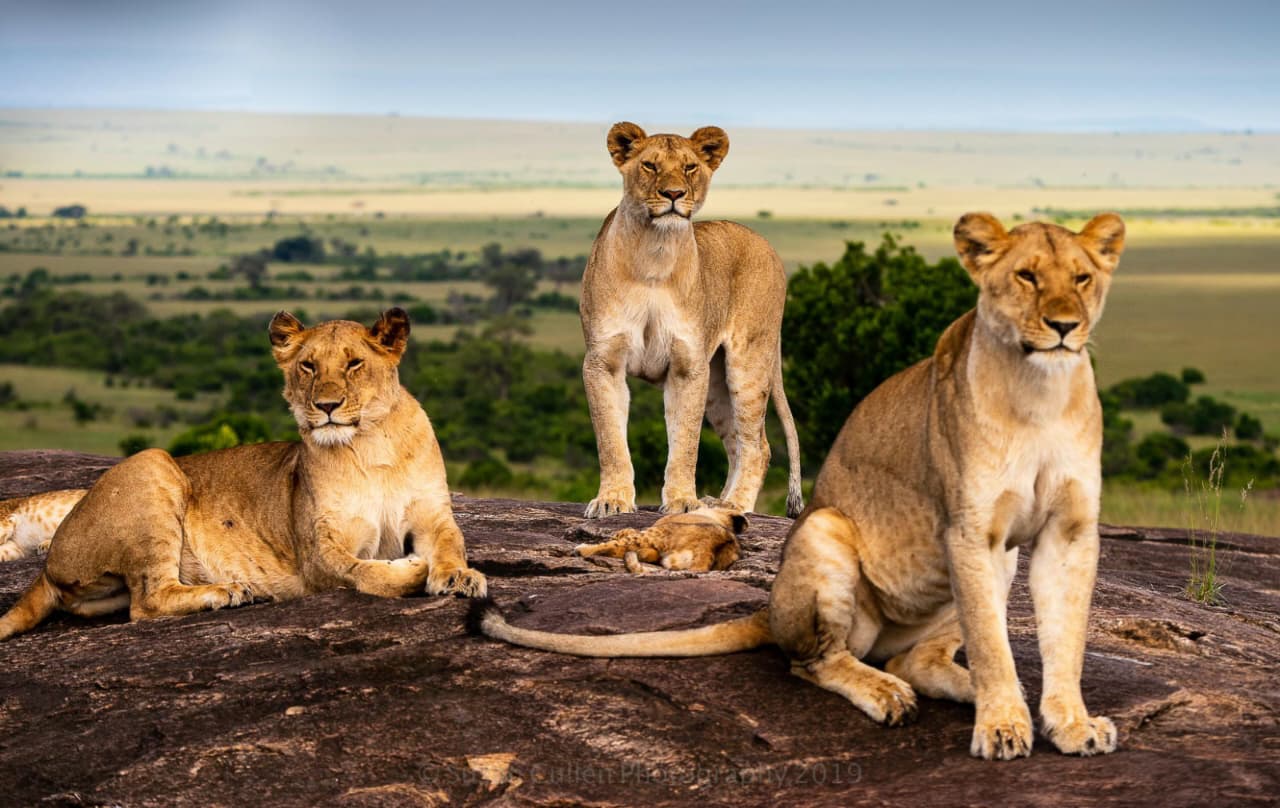 Serengeti Big Safari Experiences with wildlife viewing across the vast plains of Serengeti National Park Tanzania