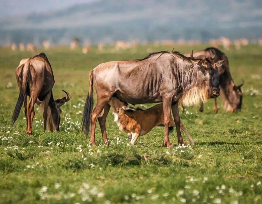 Serengeti in February with wildebeest at Ndutu during the calving season in Tanzania