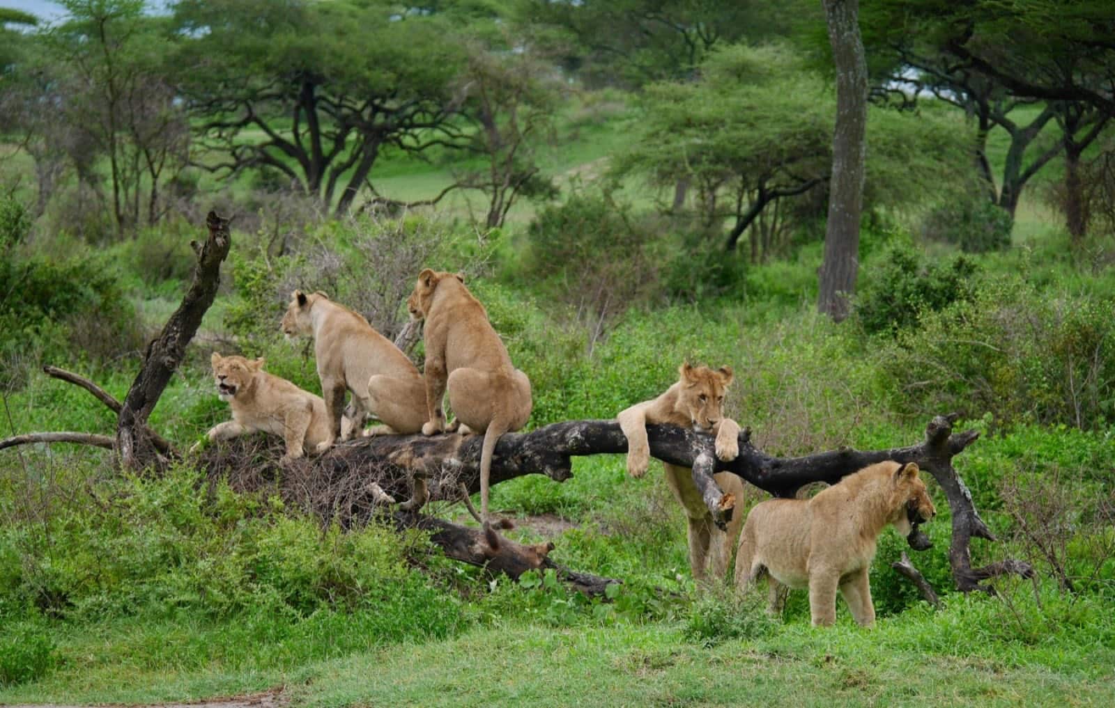 Serengeti in July - Lion pride resting together on the savannah during Tanzania’s dry season