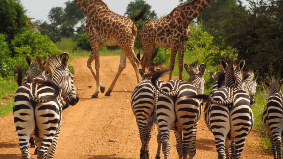 Tarangire Travel Advice for planning a safari to Tarangire National Park including wildlife viewing, weather, and safari preparation