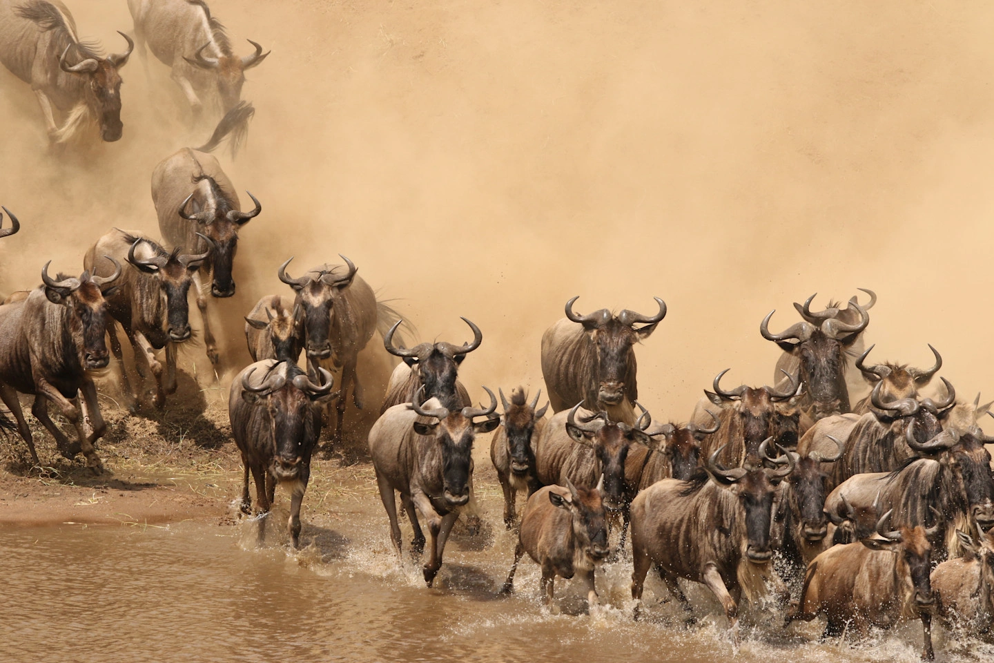 The Great Migration, Serengeti & Maasai Mara featuring wildebeest herds crossing the iconic Tanzania and Kenya wildlife ecosystem