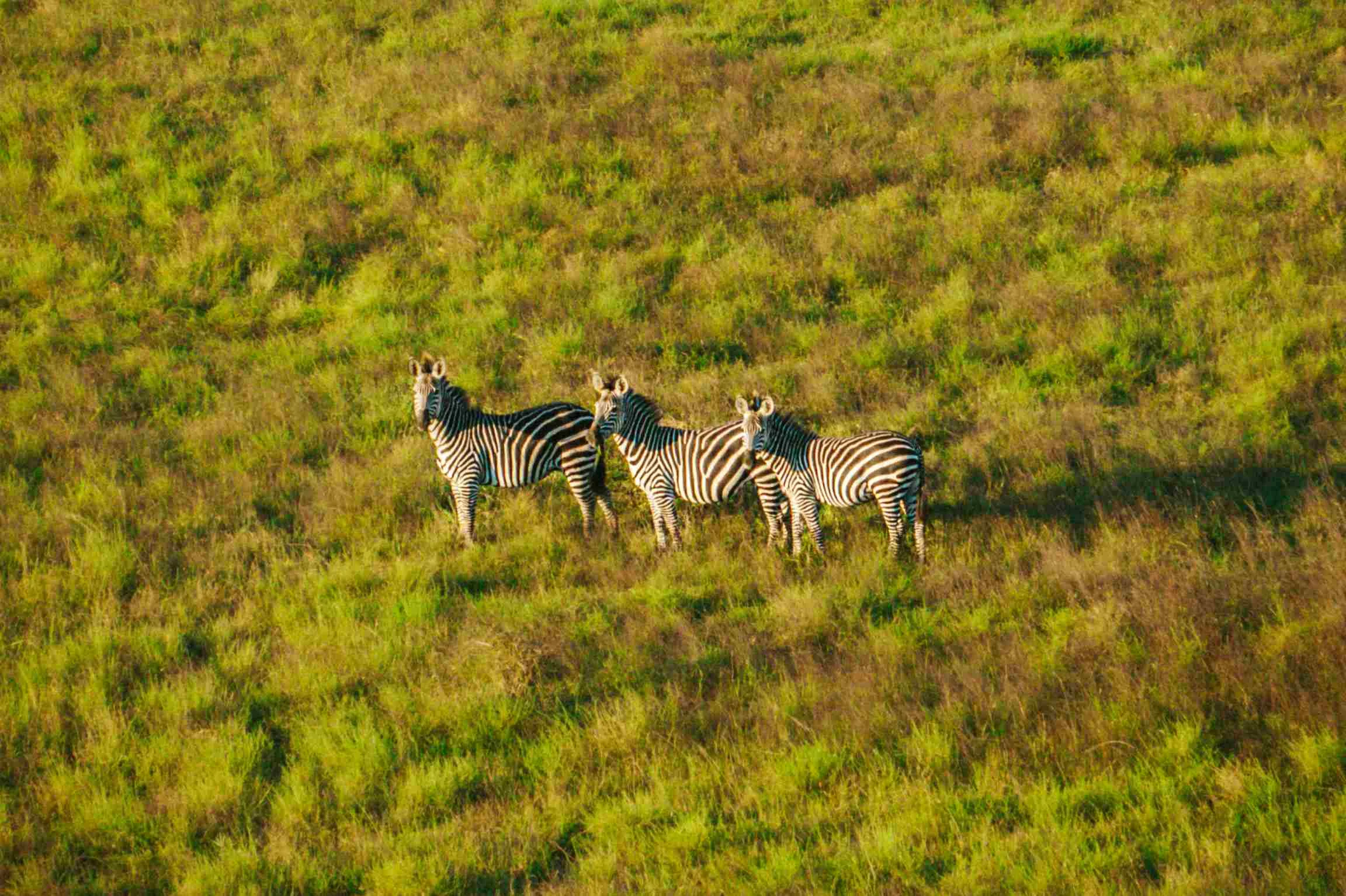 Zebras grazing at Mikumi National Park Tanzania while feeding on fresh savannah grass