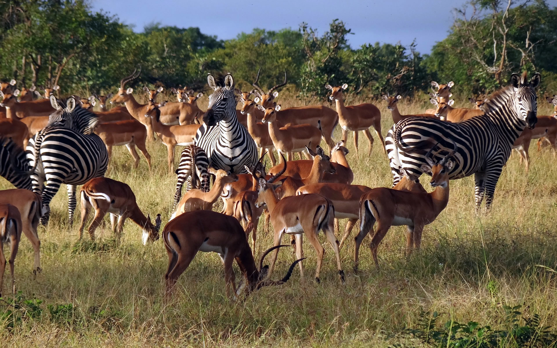 Zebras and impalas grazing at Mikumi National Park Tanzania on the open savannah grasslands